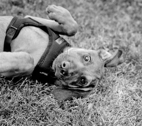 Black and white photo of a dog wearing a harness, lying in grass